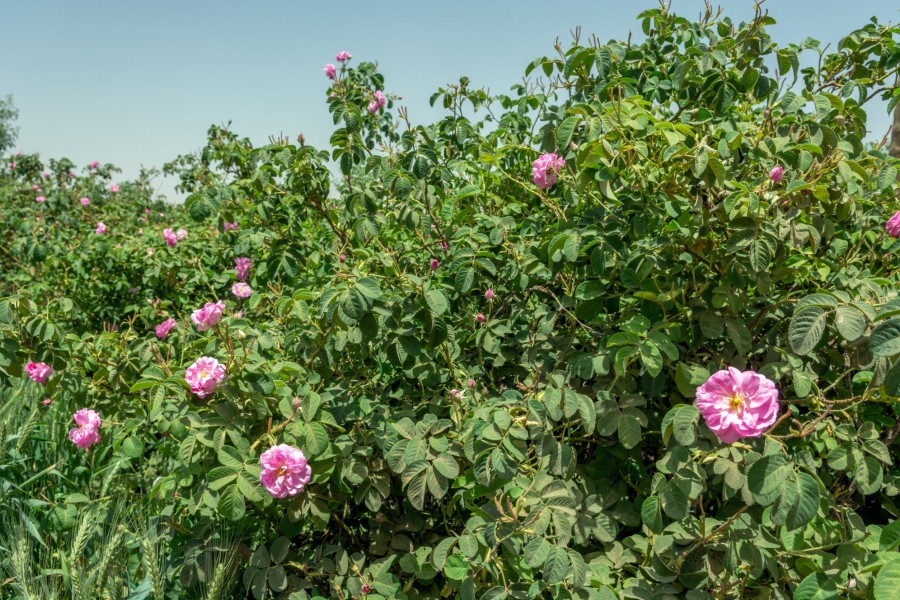 Quelle est l'histoire de la vallée des roses au Maroc ?