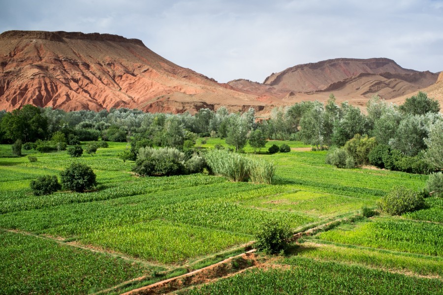 Quelle est l'importance de l'agriculture au Maroc ?