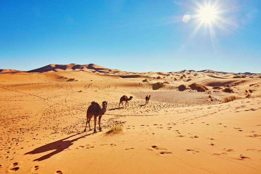 Quels sont les meilleurs circuits de trekking au Maroc ?